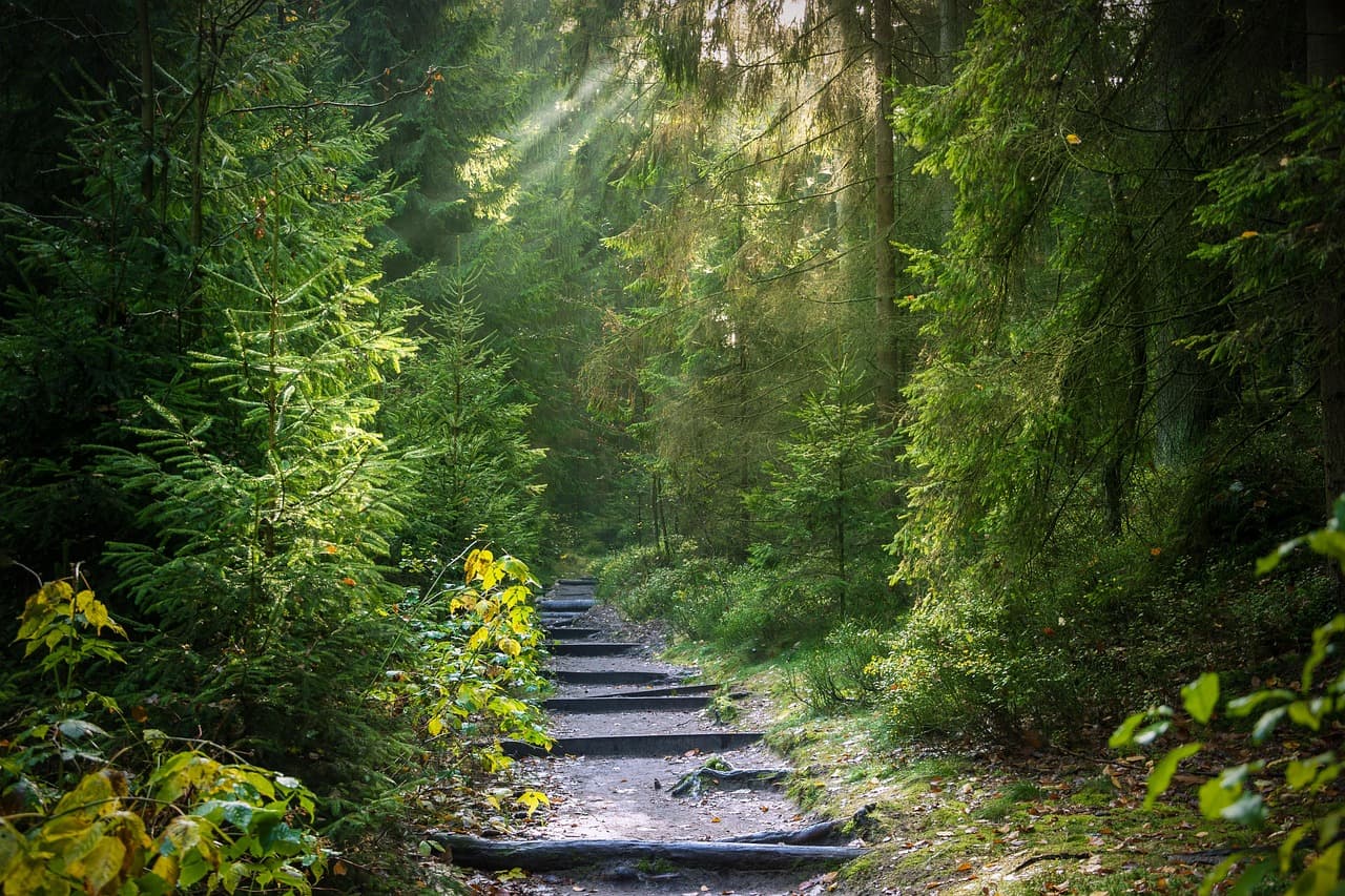 Sonnenstrahlen fallen durch einen Wald auf einen Pfad